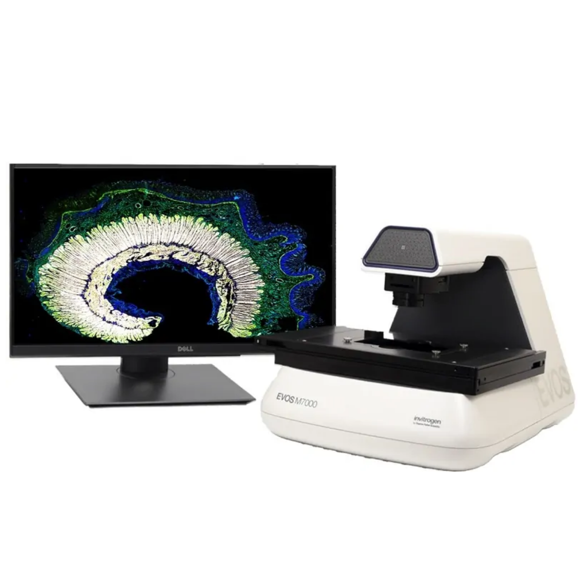 EVOS M7000 imaging system for automated cell and fluorescence imaging
EVOS M7000
Advanced Cell Analysis,
Life Science Instruments,
Drug Discovery Imaging,
Biotechnology Research
Fluorescence Imaging,
quantitative cell analysis